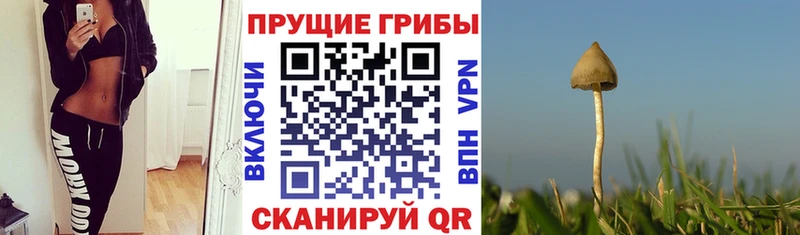 darknet клад  Грайворон  Псилоцибиновые грибы Psilocybine cubensis 